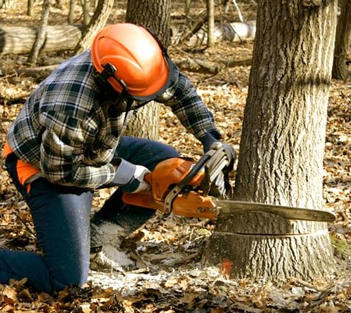 Tree Removal in Bailey, MI